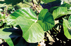 Butea Superba leaf